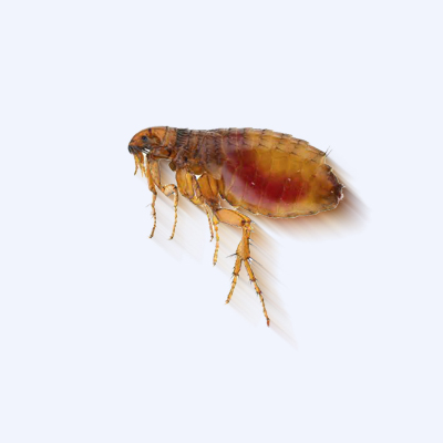 五指山灭跳蚤服务