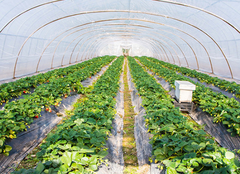 五指山农场有害生物防治