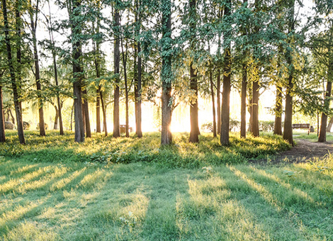 五指山森林有害生物防治