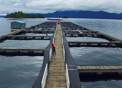 五指山养殖场有害生物防治