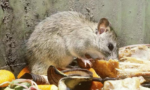 医院有害生物专业防治